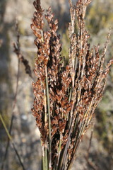 Elegia racemosa