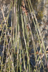 Elegia racemosa