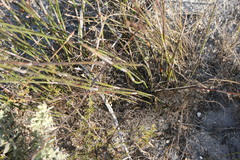 Elegia racemosa