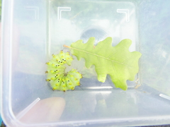 Saturnia pyri