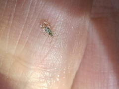 Corythucha marmorata