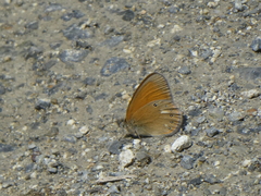 Coenonympha glycerion