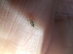 Corythucha marmorata