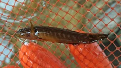 Oxyeleotris aruensis