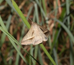 Mocis frugalis