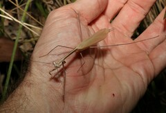 Archimantis brunneriana