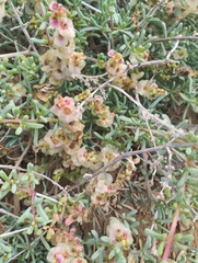 Salsola divaricata