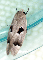 Acanthodela erythrosema