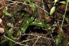 Denhamia celastroides