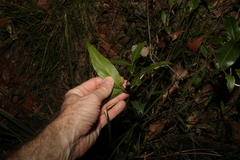 Denhamia celastroides