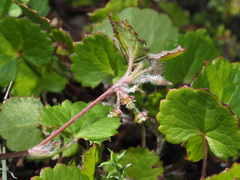Centella eriantha