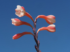Watsonia tabularis
