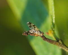 Austrotephritis poenia