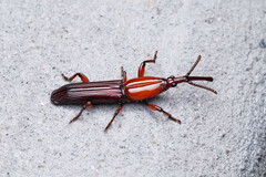 Euschizus internatus