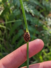 Chorizandra cymbaria