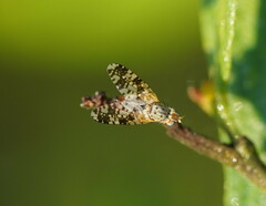 Austrotephritis poenia