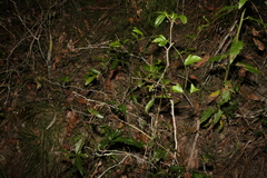 Denhamia celastroides