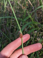 Chorizandra cymbaria