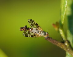 Austrotephritis poenia