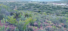 Euryops tenuissimus