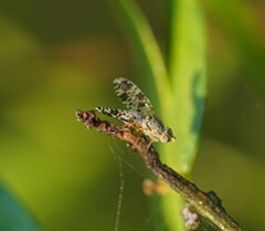 Austrotephritis poenia