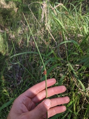 Chorizandra cymbaria