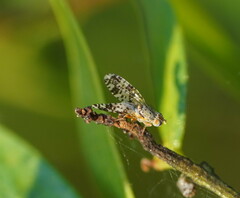 Austrotephritis poenia
