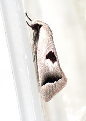 Acanthodela erythrosema