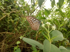 Ideopsis vulgaris