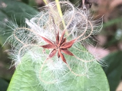 Clematis glycinoides