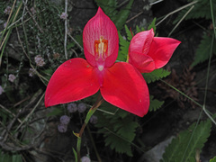 Disa uniflora