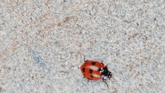 Coccinella undecimpunctata