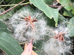 Clematis glycinoides