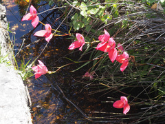 Disa uniflora