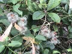 Clematis glycinoides