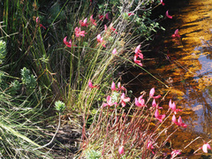 Disa uniflora