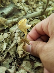 Helvella levis