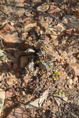 Euphorbia nesemannii