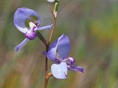 Disa graminifolia