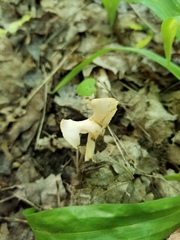 Helvella levis