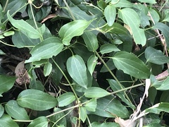 Clematis glycinoides