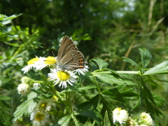 Satyrium acaciae