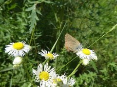 Satyrium acaciae