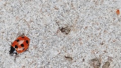 Coccinella undecimpunctata