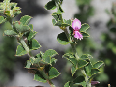 Indigofera candolleana