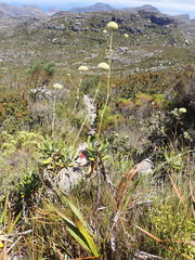 Hermas villosa