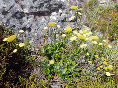 Hermas villosa