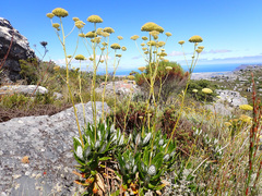 Hermas villosa