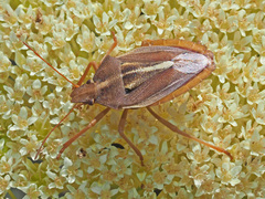 Tropicorypha bifida