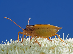 Tropicorypha bifida